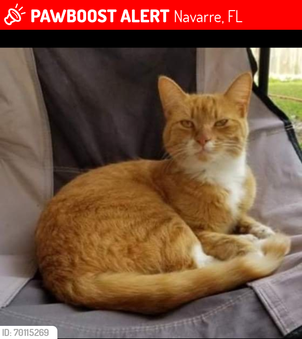 Lost Female Cat last seen Near ridge drive navarre , Navarre, FL 32566