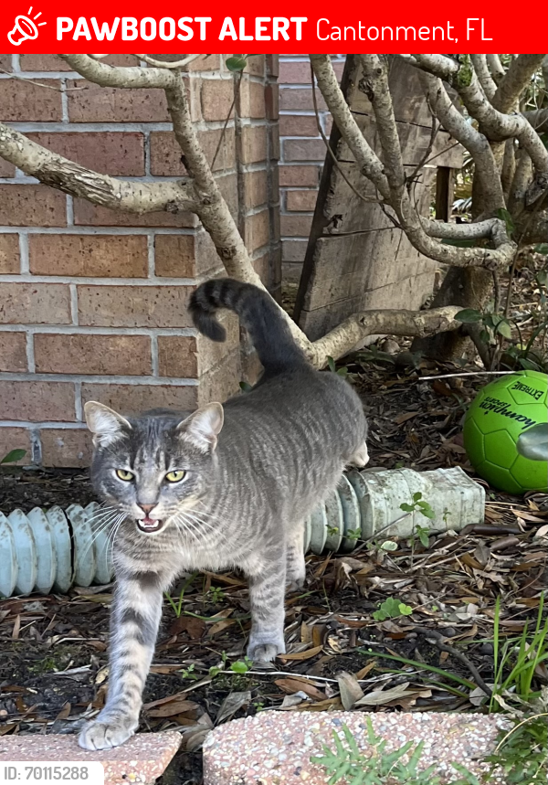 Lost Male Cat last seen Ashbury LN AND 297A, Cantonment, FL 32533