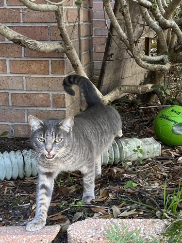 Lost Male Cat last seen Ashbury LN AND 297A, Cantonment, FL 32533