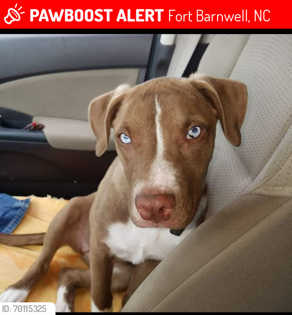 Lost Female Dog last seen Near hwy 55, Fort Barnwell, NC 28526