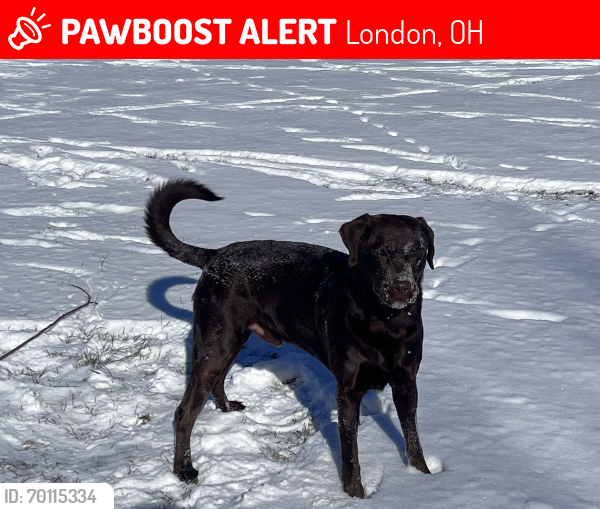 Lost Male Dog last seen Church on madison, London, OH 43140