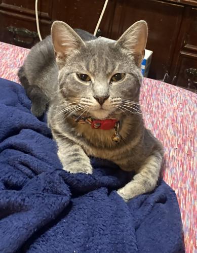 Lost Male Cat last seen Lincoln and Woodlawn is the main intersection , Wichita, KS 67207