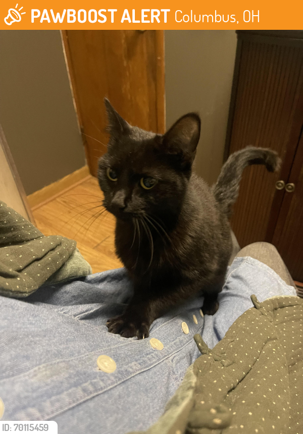 Found/Stray Female Cat last seen Between Morse rd and Cooke rd on N 4th st, Columbus, OH 43202