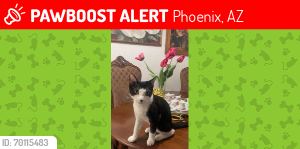 Lost Male Cat last seen w glendale ave and n 15th ave, Phoenix, AZ 85021