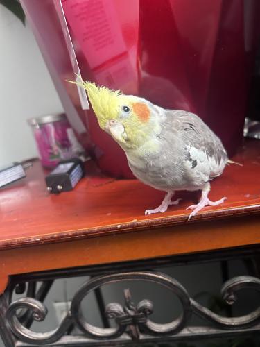 Lost Male Bird last seen Calder Ave and Barlmoral in a tree , North Vancouver, BC V7N 2V3