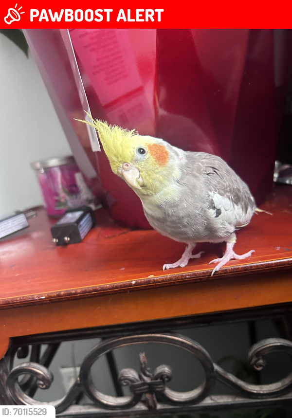 Lost Male Bird last seen Calder Ave and Barlmoral in a tree , North Vancouver, BC V7N 2V3