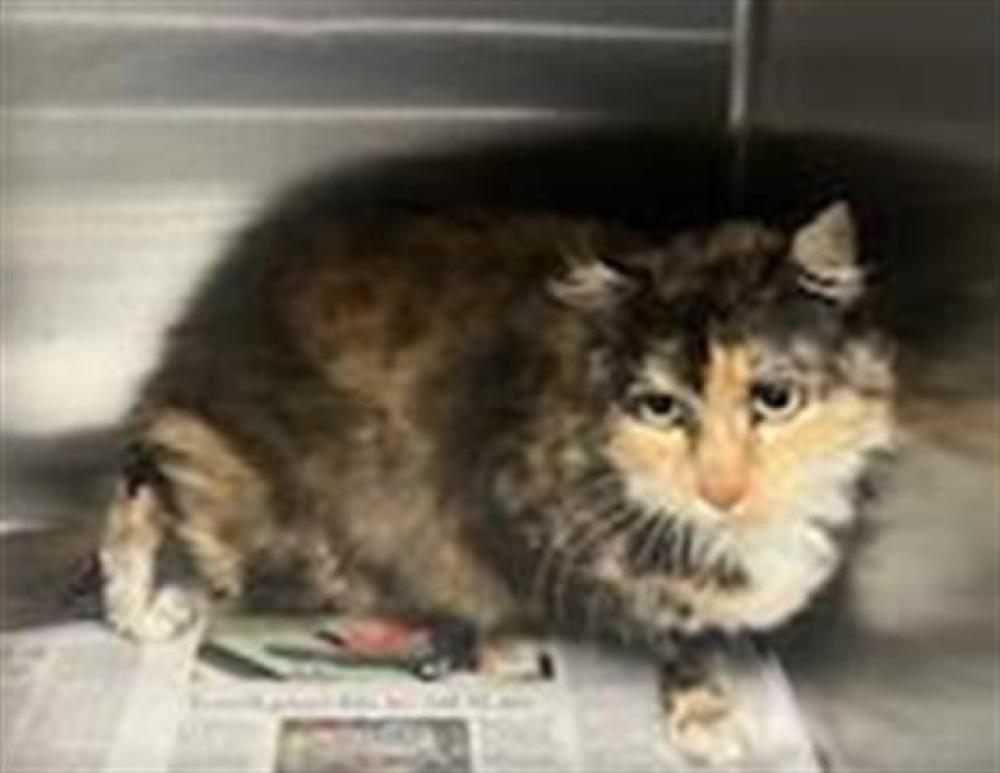 Shelter Stray Female Cat last seen , Los Angeles, CA 90064