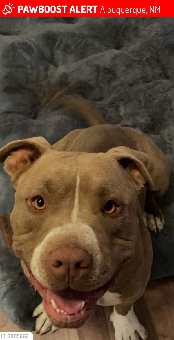Lost Male Dog last seen Unser and arenal, Albuquerque, NM 87121
