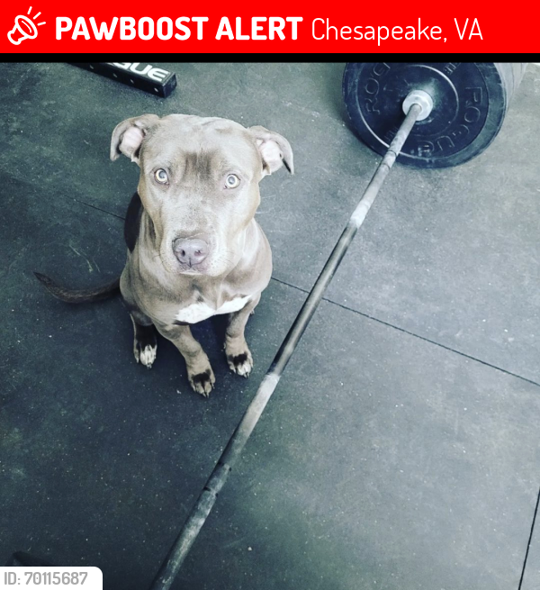 Lost Female Dog last seen Atlantic Ave, Chesapeake, Chesapeake, VA 23324