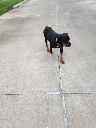 Found/Stray Female Dog last seen W. Alton Gloor - Valle Estrella Subdivision , Brownsville, TX 78520