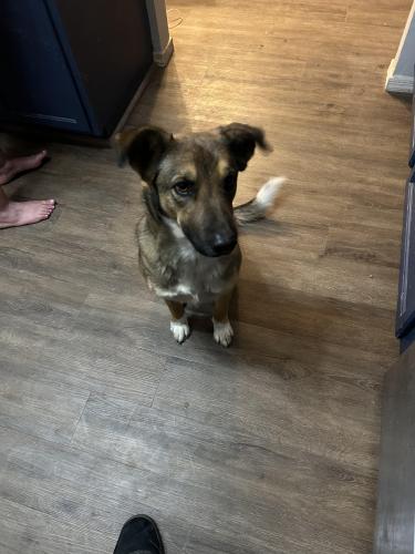 Lost Female Dog last seen Lush View and Hunt Highway , Florence, AZ 85132
