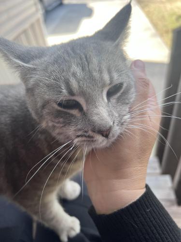 Lost Female Cat last seen Marverick, Pasadena, TX 77506