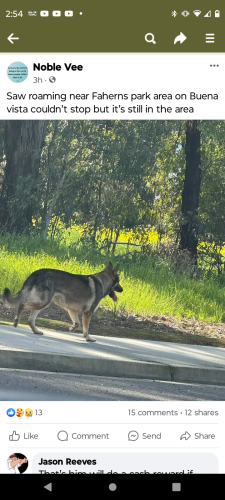 Lost Male Dog last seen R street , Merced, CA 95348
