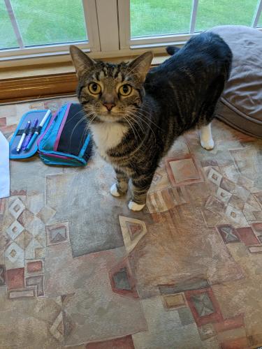 Lost Female Cat last seen New Albany links , New Albany, OH 43054