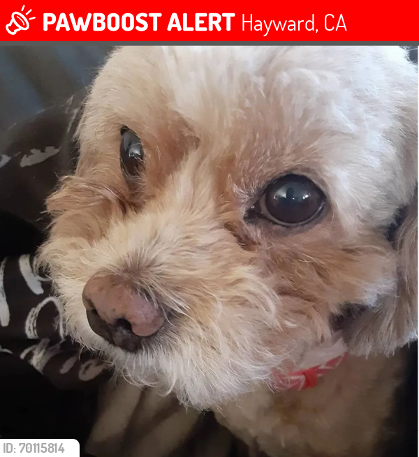 Lost Female Dog last seen hayward blvd, Hayward, CA 94542
