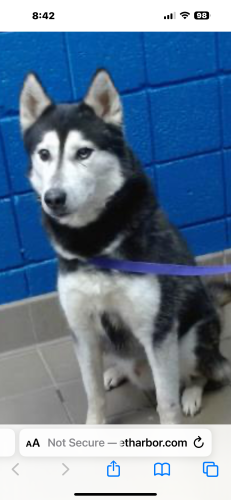 Lost Male Dog last seen Lomas/mountain/11th , Albuquerque, NM 87102