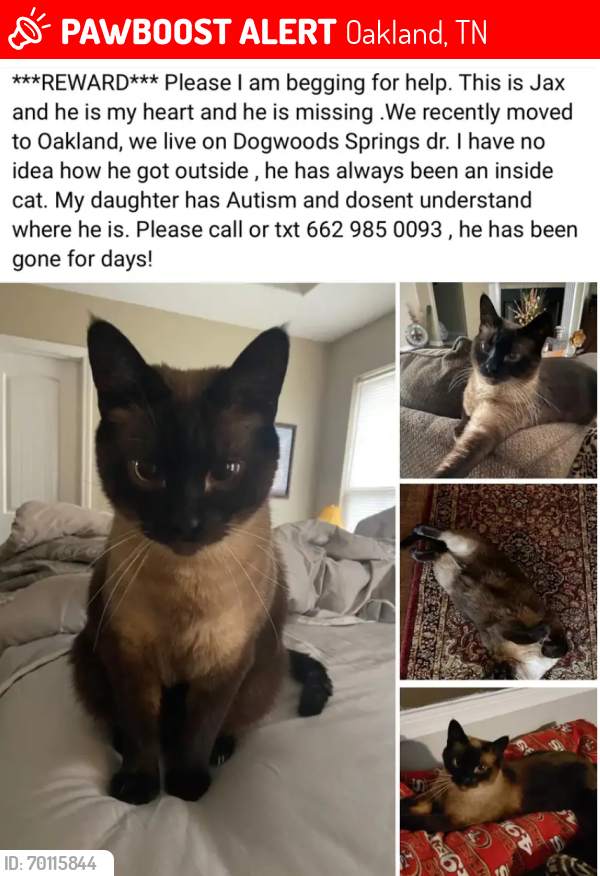 Lost Male Cat last seen Dogwood Springs Dr , Oakland TN , Oakland, TN 38060