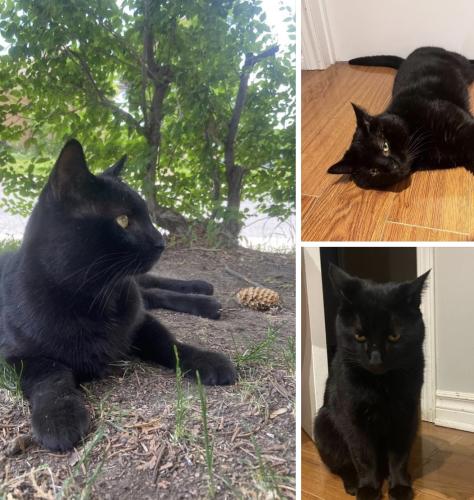 Lost Male Cat last seen Avenue lapalme , Laval, QC H7V 3C8