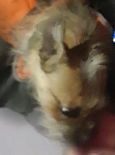 Lost Male Dog last seen Sweetwater Ave and 19th St, Phoenix, AZ 85022