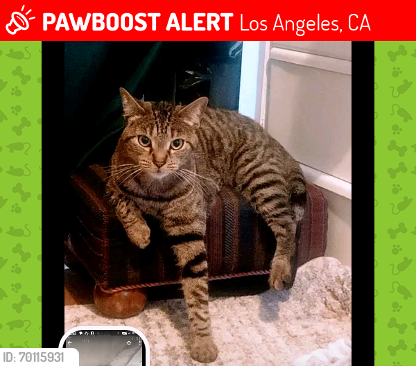 Lost Male Cat last seen Near w 11 st San Pedro , Los Angeles, CA 90731