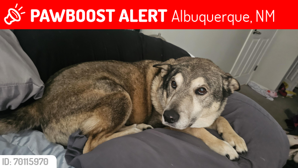 Lost Male Dog last seen Near Uptown apmts, Albuquerque, NM 87110