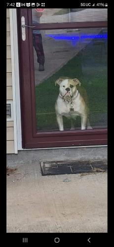 Lost Female Dog last seen In my moms backyard on a harness and runner, Moore, SC 29369