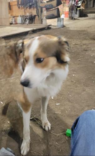 Lost Male Dog last seen Highway 99 Eagleville , Rutherford County, TN 37153