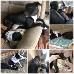Lost Female Dog last seen Wilson road, Middle Swan, WA 6056