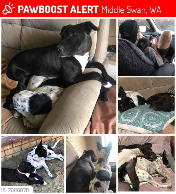 Lost Female Dog last seen Wilson road, Middle Swan, WA 6056