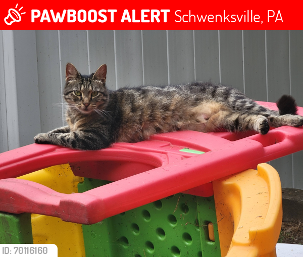 Deceased Female Cat last seen Summit Ave and Woodland Ave, Schwenksville, PA 19473