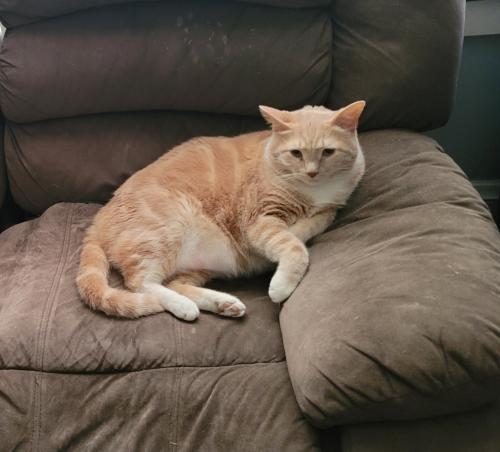 Lost Male Cat last seen Saint Mark & W 105th St, Cleveland, OH 44111