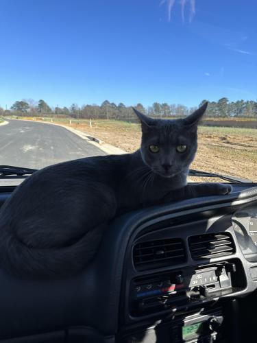 Lost Male Cat last seen Parkers Creek Recreation Rd, Chatham County, NC 27517