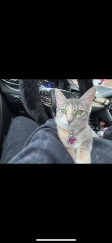 Lost Female Cat last seen trivium at edgewater, Webster, TX 77598