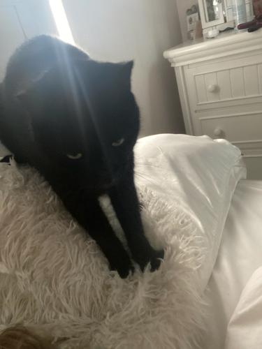 Lost Male Cat last seen Sheridan and 66 Ave, Hollywood, FL 33024