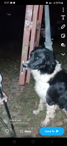 Lost Female Dog last seen Kelletts Korner, Laurens County, SC 29645