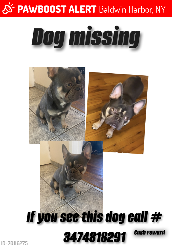 Lost Male Dog last seen Fishermans road in between the back blocks and 7eleven , Baldwin Harbor, NY 11510