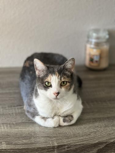 Lost Female Cat last seen country club and mcllean, Mesa, AZ 85201