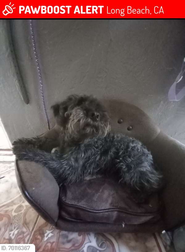 Lost Male Dog last seen California and 56th st , Long Beach, CA 90805