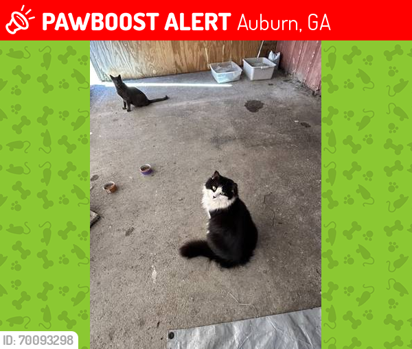Lost Unknown Cat last seen Atlanta hwy, Auburn GA, Auburn, GA 30011