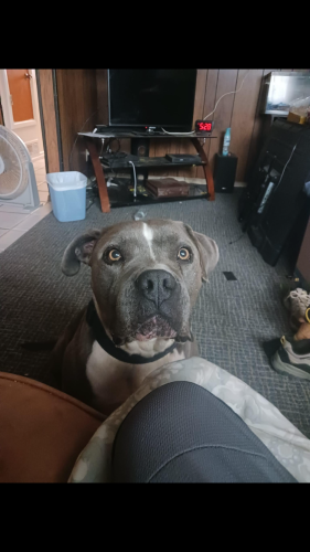 Lost Male Dog last seen 98th street and sage , Albuquerque, NM 87121