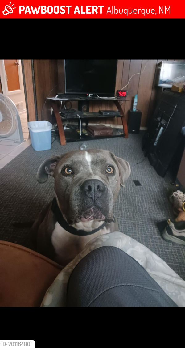 Lost Male Dog last seen 98th street and sage , Albuquerque, NM 87121