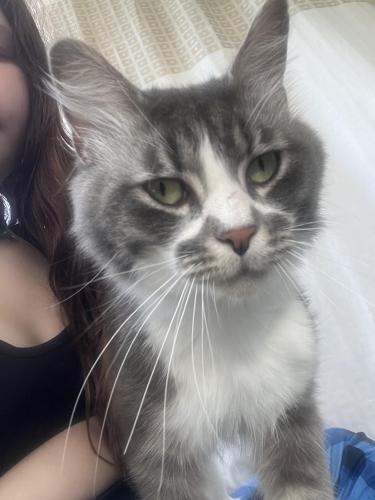Lost Male Cat last seen  Neighborhood by Us1 & Canaveral groves blvd and Moncrief Bail bonds, Cocoa, FL 32927