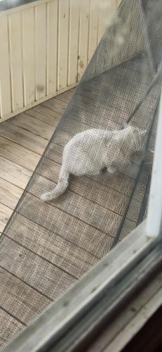 Found/Stray Unknown Cat last seen West Mound St/ Whitehead , Columbus, OH 43204