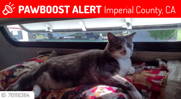 Lost Female Cat last seen christian service center near imperial dam long term visitor area near yuma az, Imperial County, CA 92283