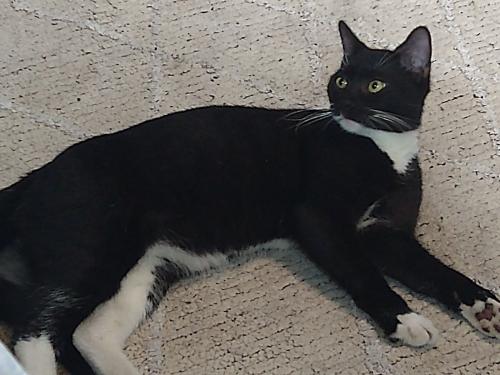 Lost Male Cat last seen Northwest 44th avenue by the gas station, Ocala, FL 34470