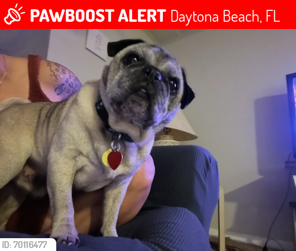 Lost Male Dog last seen Derbyshire rd daytona in the complex of derby park apmts , Daytona Beach, FL 32117