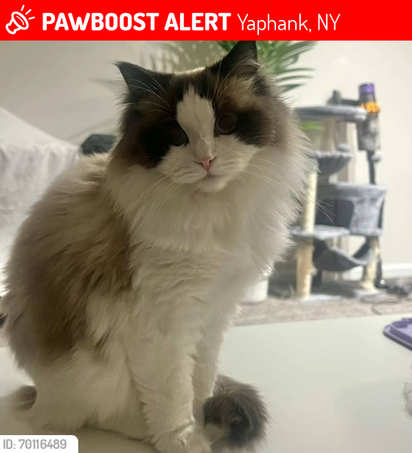 Lost Male Cat last seen Cornell Lp and Boulevard E. By the Southoaw Brewing Company, Yaphank, NY 11980