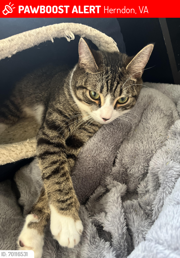 Lost Male Cat last seen  Fountain Dr Reston, VA  20190 United States, Herndon, VA 20190
