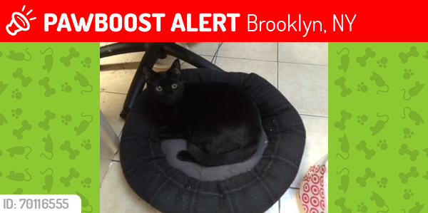 Lost Male Cat last seen East 18 Street, between Avenue M and N in Brooklyn. , Brooklyn, NY 11230