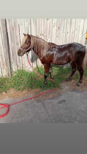 Lost Male Horse last seen Mescal st laureles tx , Laureles, TX 78586